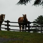 I cavalli - Chalet Remondet
